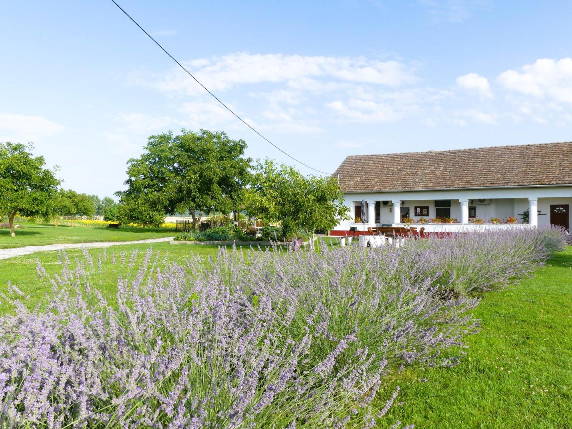Tisza White House Bed and Breakfast Tiszaszolos Buitenkant foto